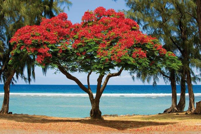 Île de la Réunion : 41% de la flore est menacée - Natura Sciences